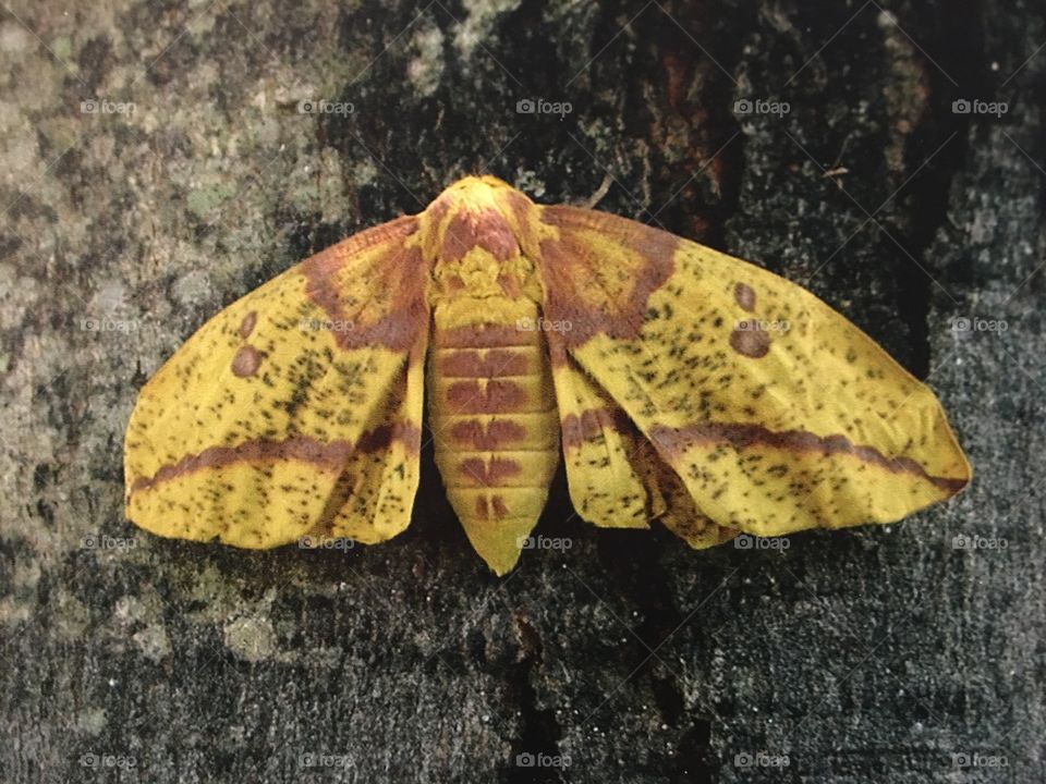 Imperial moth