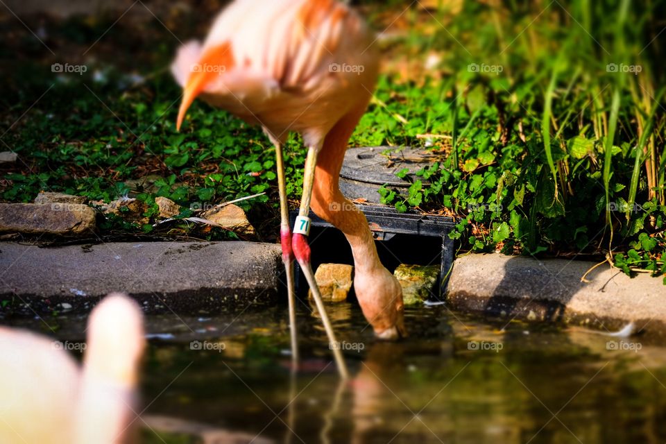 Flamingo at the Akron Zoo 