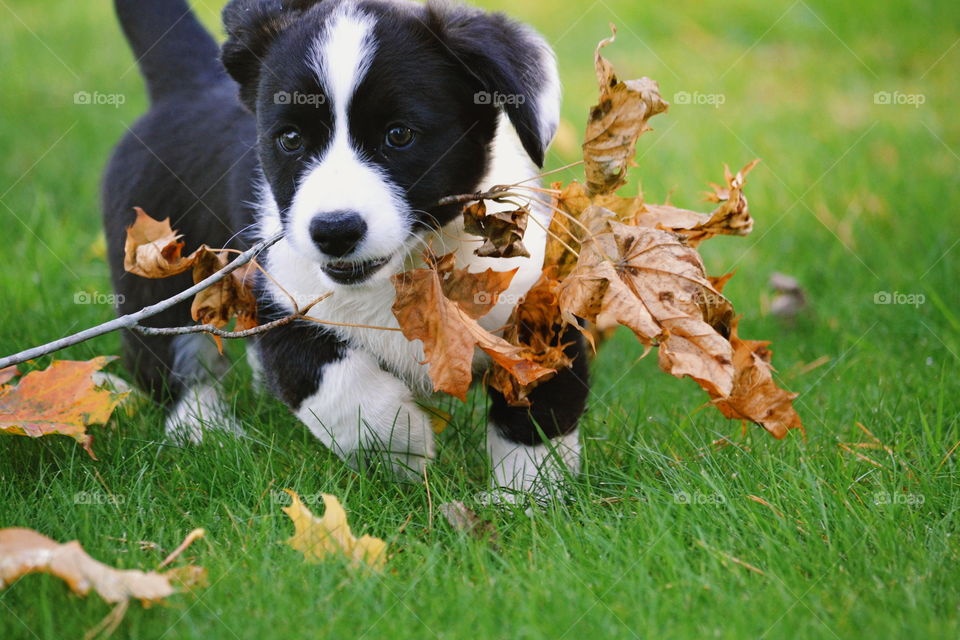 Cute puppy with twig