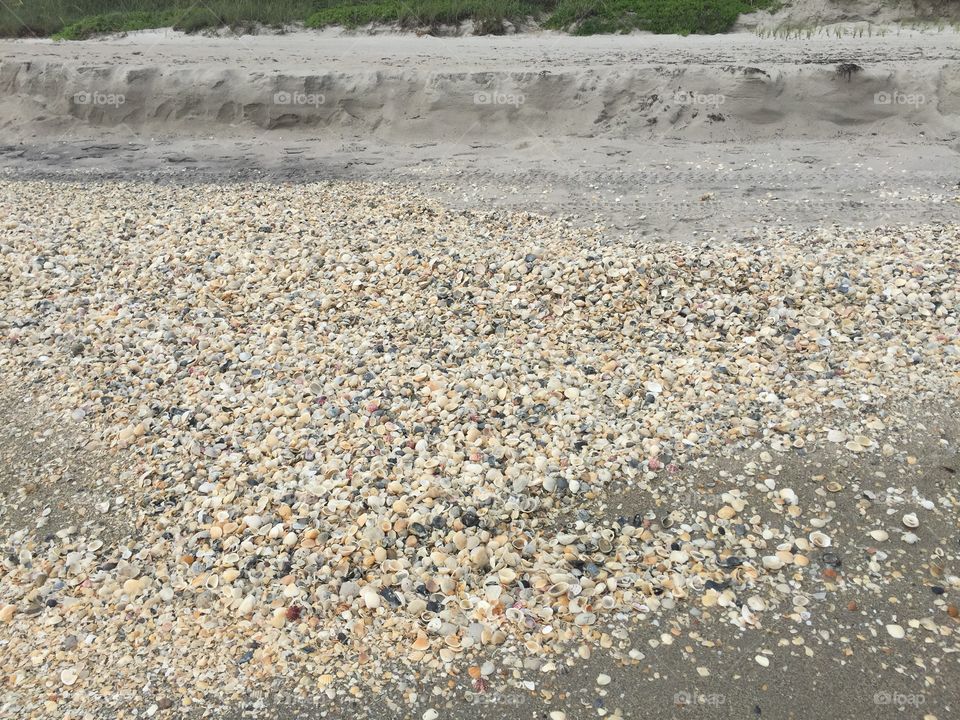 Seashells by the seashore 