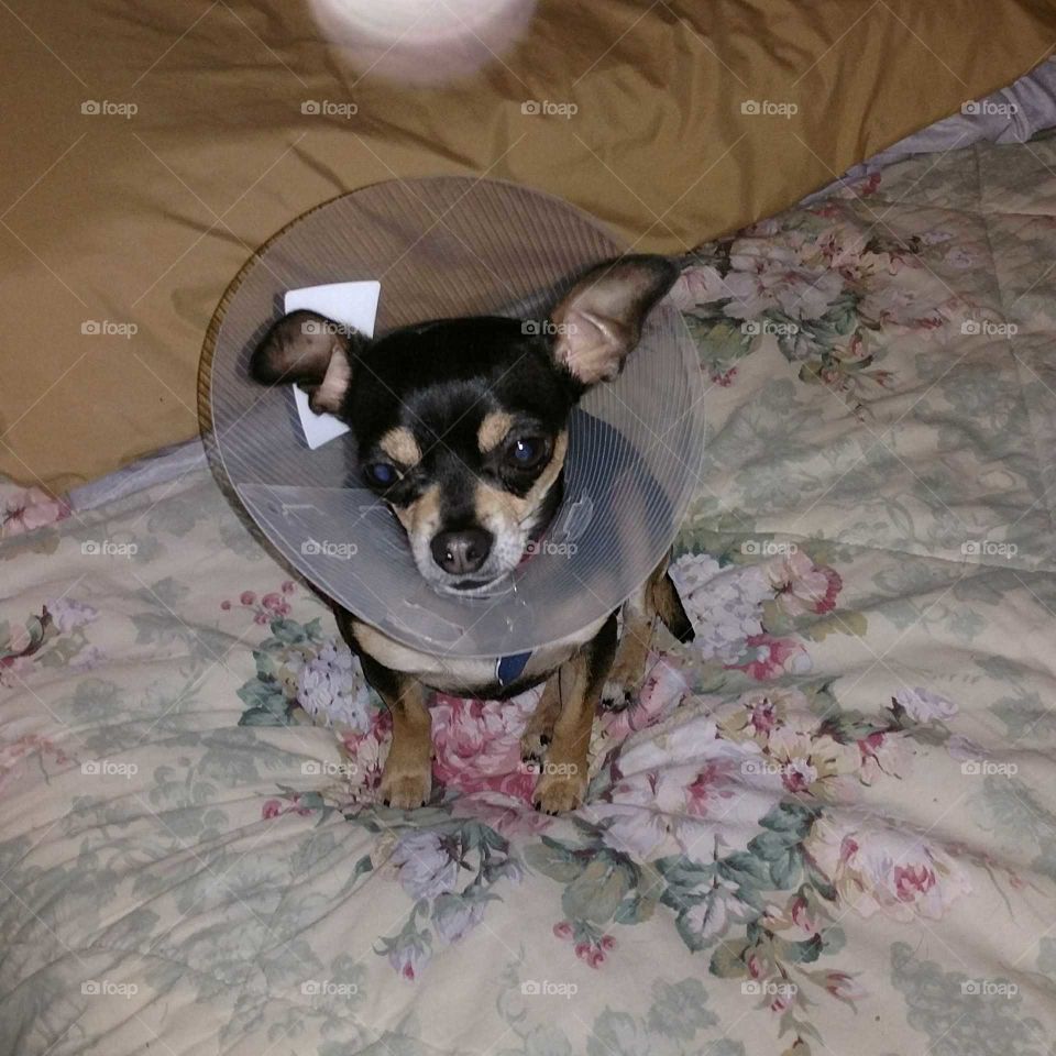 poor baby, cone of shame, sad, sweet, puppy, rescue