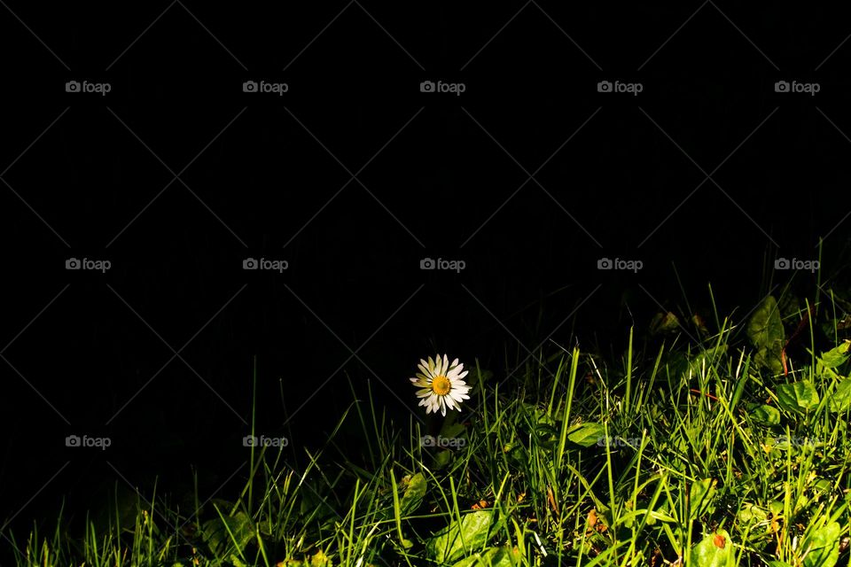 flower on the background 