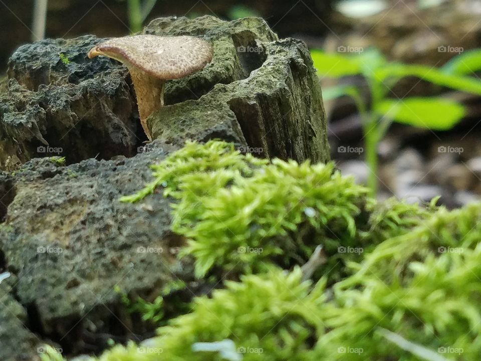 Wild Mushroom Near Moss