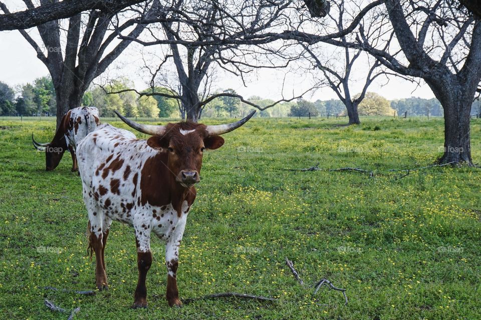 Young Longhorn