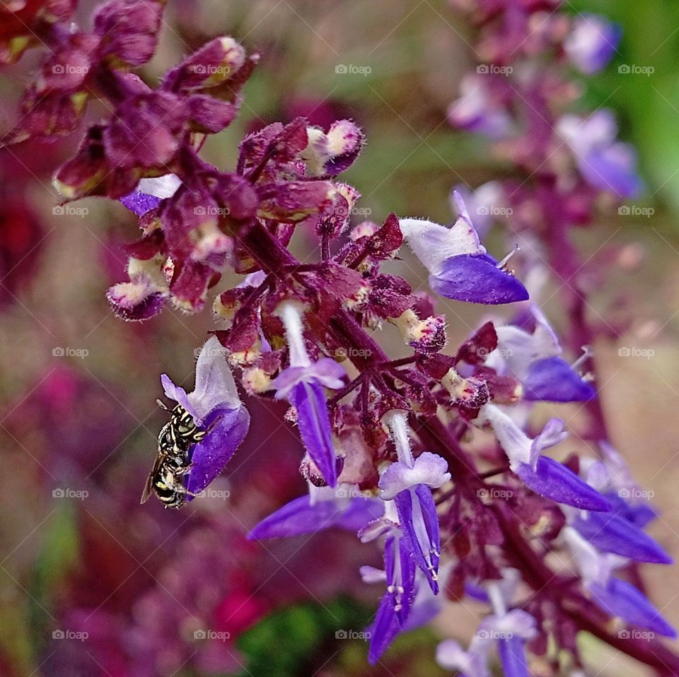 Flower and bee.