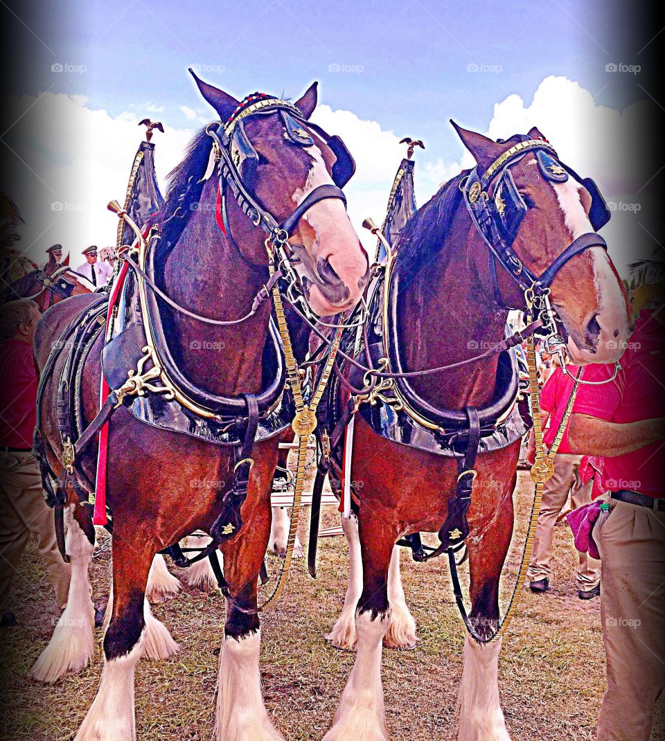Clydesdale horses
