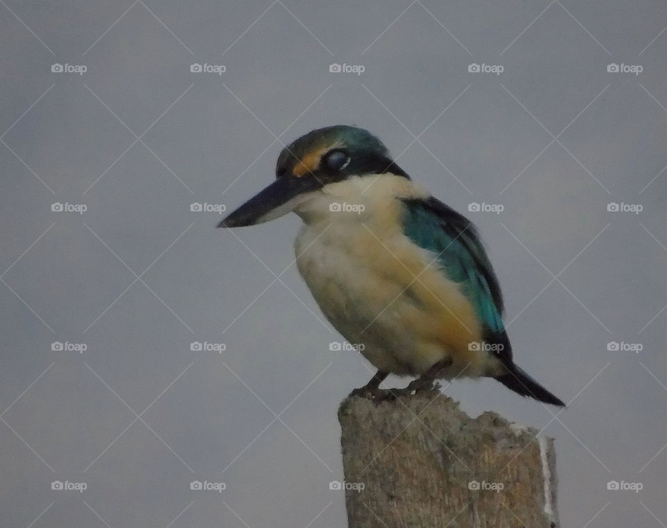 Sacred kingfisher. Medium - sized kingfisher than the in common one blue- small kingfisher. Dusky, white abdominal site of its, and covered by the colour of yelllow-oranje. Blue cap continue of dorsal until its short tail