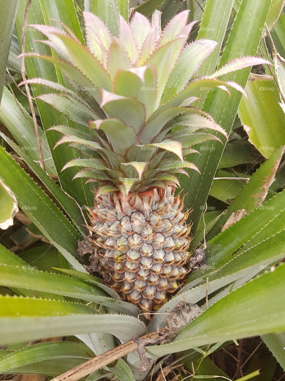 Delicious pineapple from French Polynesia plantations