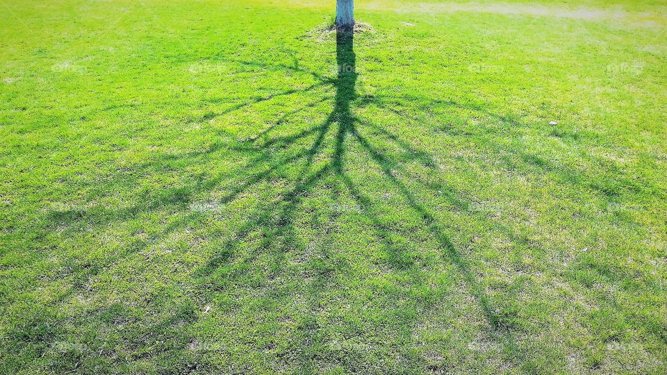 Shadow Roots