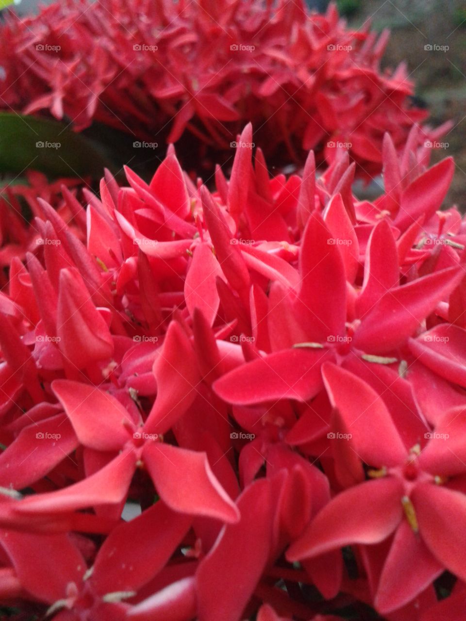 ixora , chethi flower