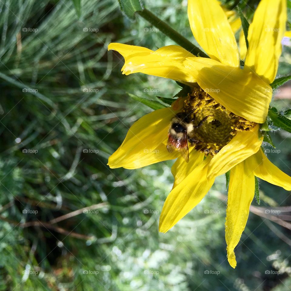 Wildflower and bee