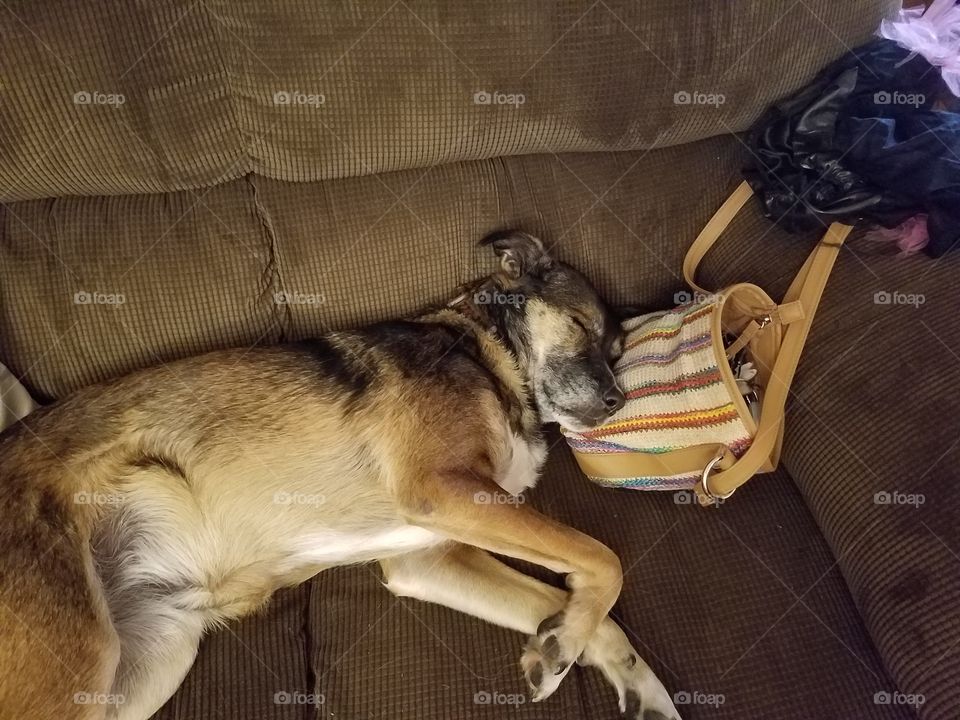 Dog, Canine, Mammal, Pet, Puppy