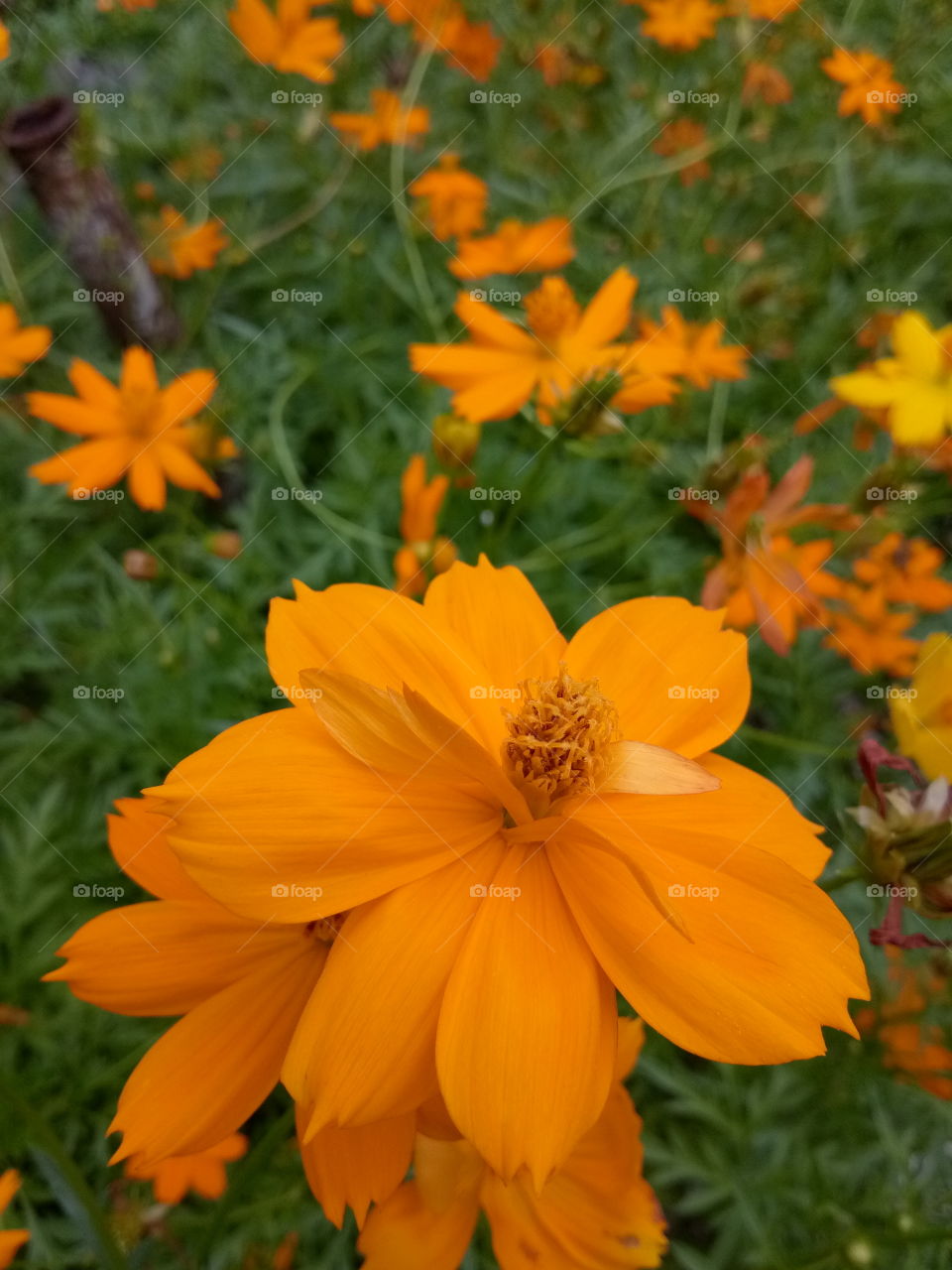flower
yellow