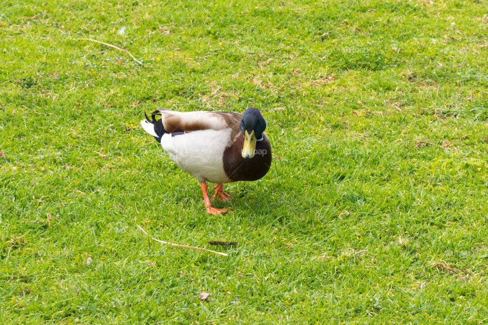 Mallard duck (Anas platyrhynchos) standing at a field of grass and looking to the observer.