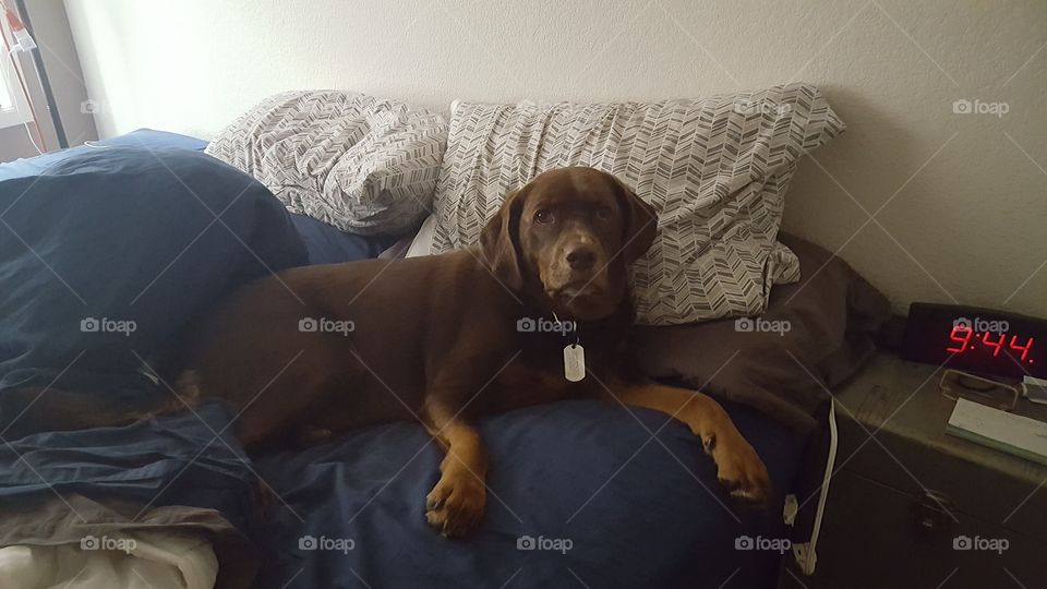 Pillow Thief. Bed hog