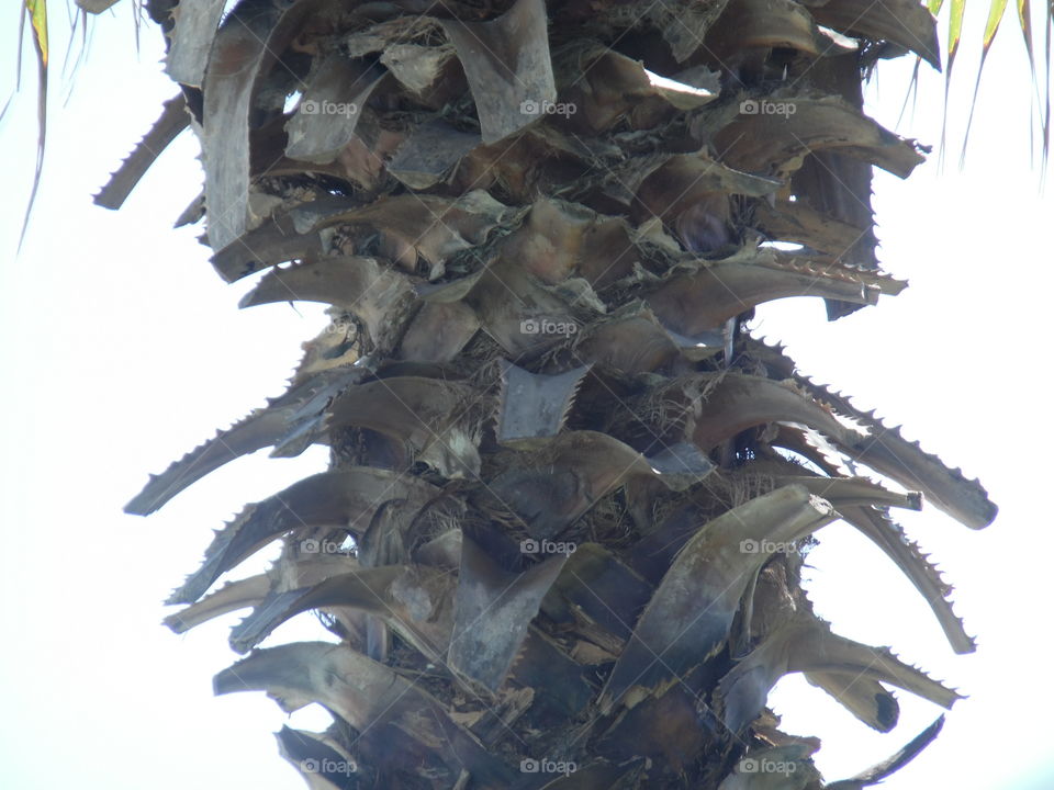palm 🌴 tree. This is a picture I took while visiting the Gulf of Mexico. 👣 🚶 🏃 🔥 💨