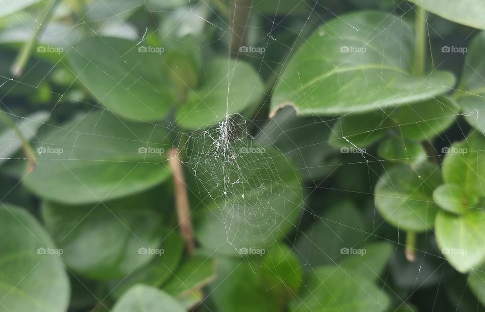 cobweb, spider web. spider web/net in green background of garden