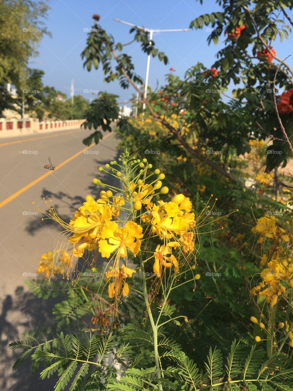 Yellow Flowers & Buds