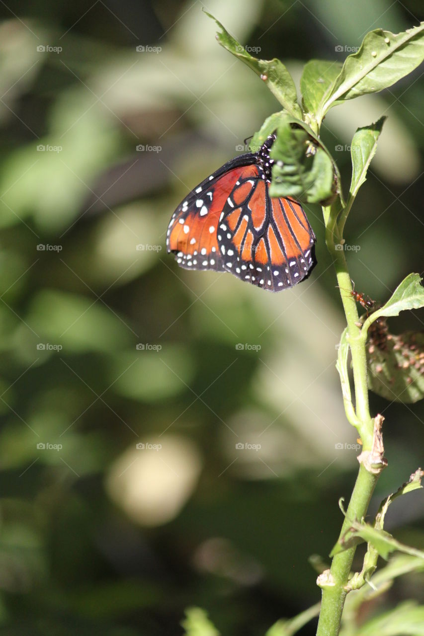 Butterfly on leaves