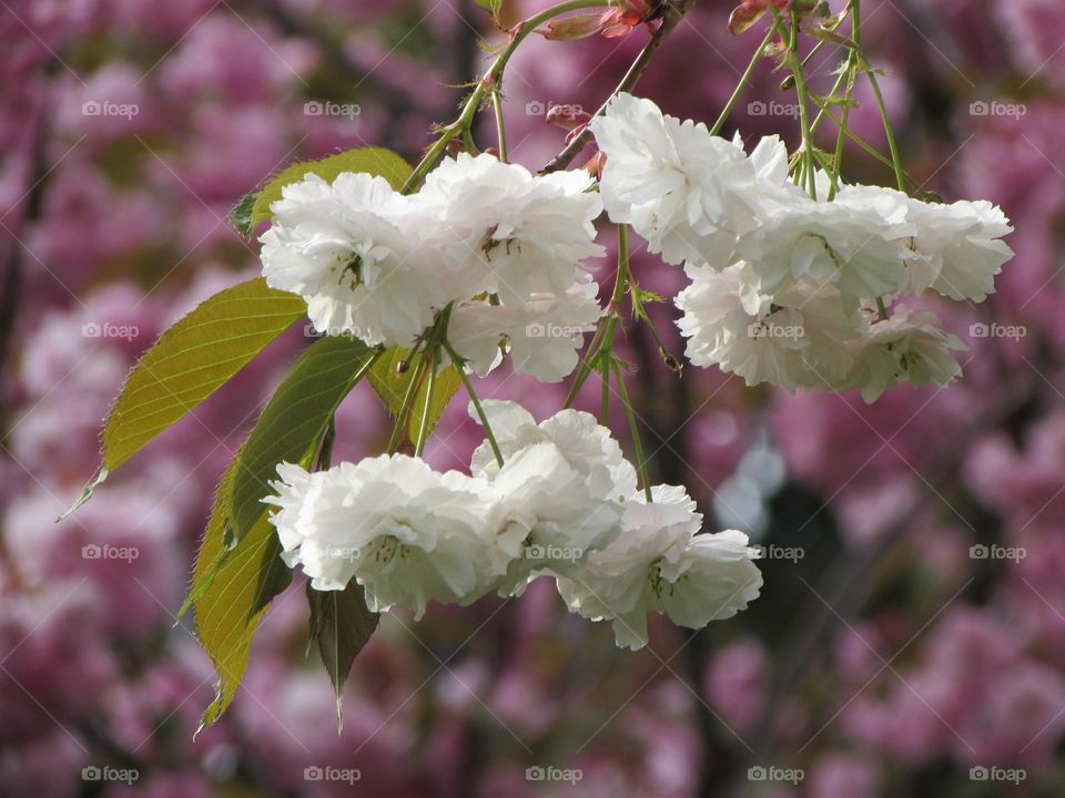 Sakura branch