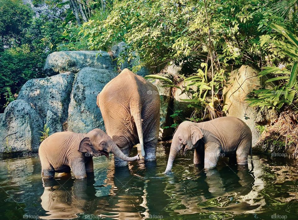 Elephants 
