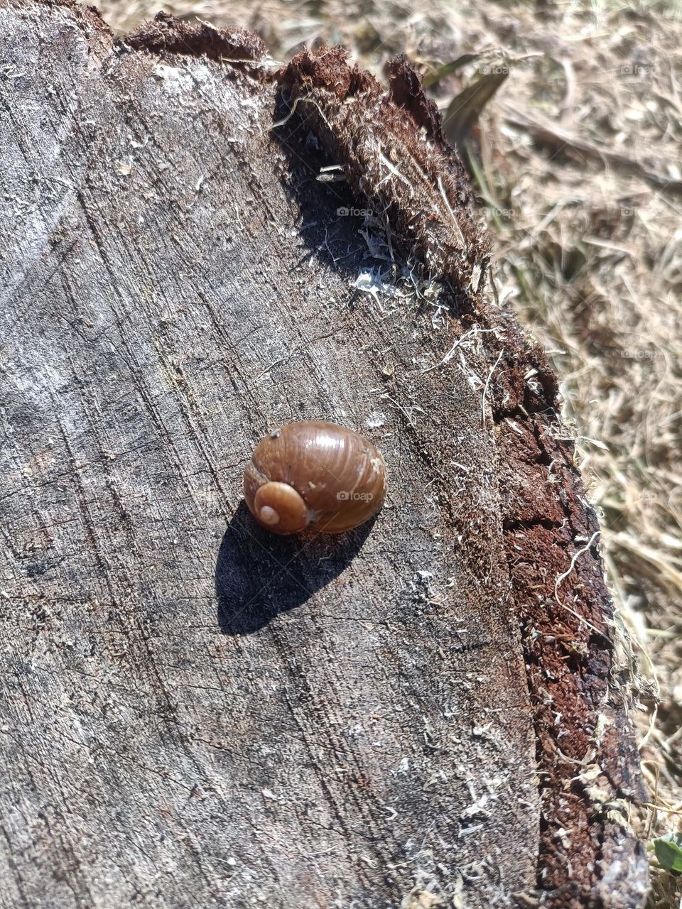 lumaca su tronco