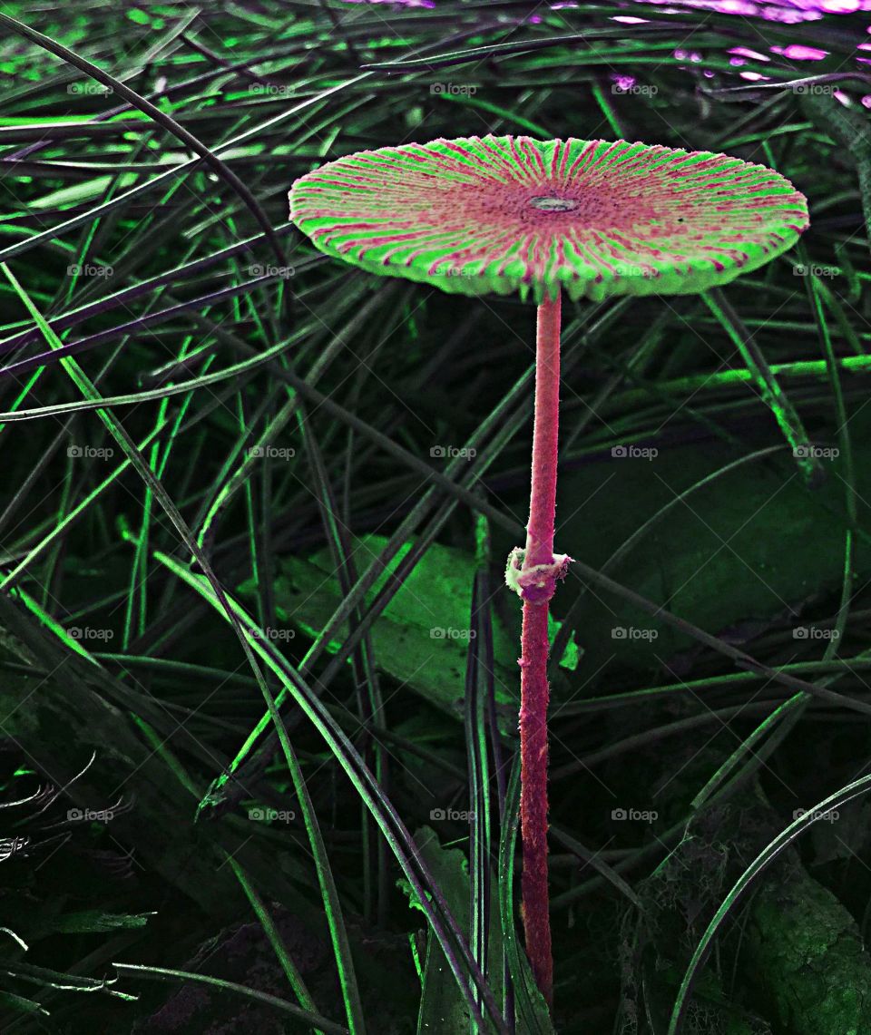 Green and pink mushroom. Green and pink mushroom