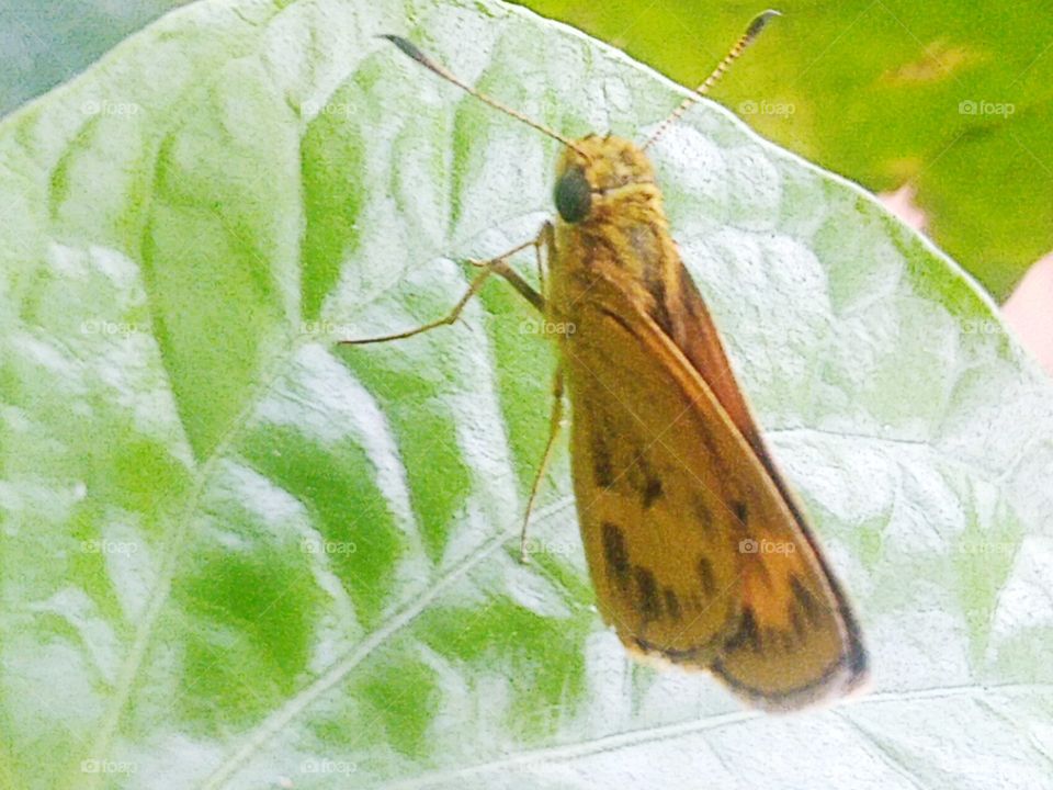 A small butterfly perched on a leaf