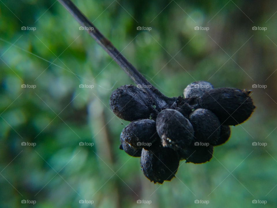 coffee yang sudah kering dipohon