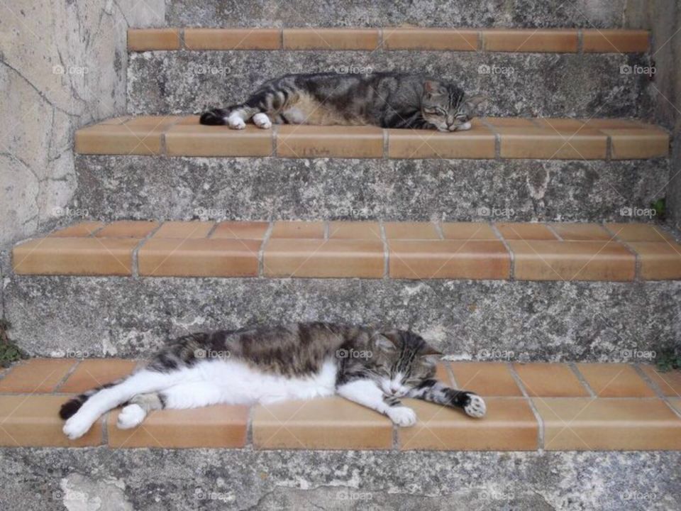 Cats on staircase