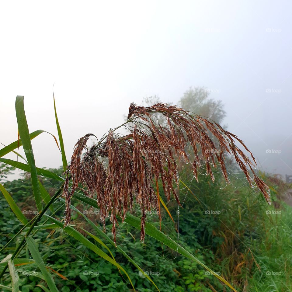 Tall grass with spiderweb and raindrops