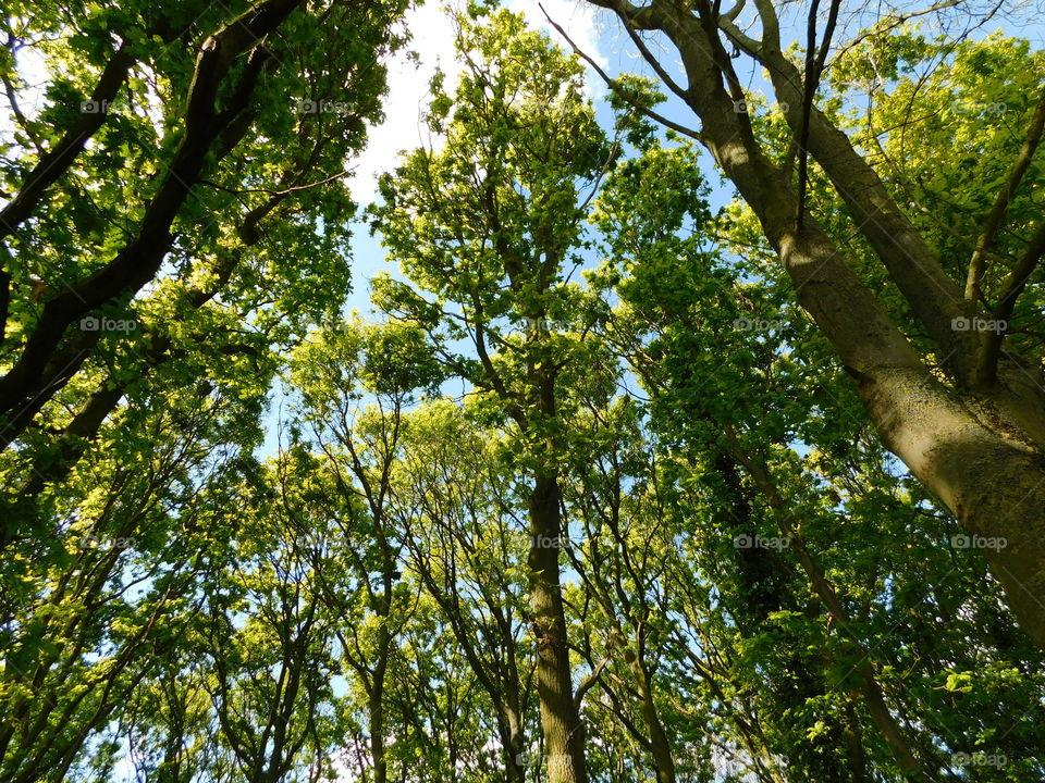 Can’t see the wood for the trees