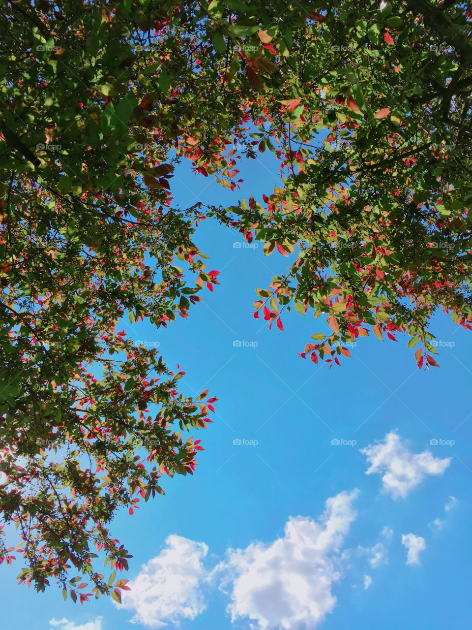 Looking up