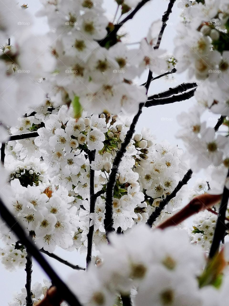 Floral grace of nature