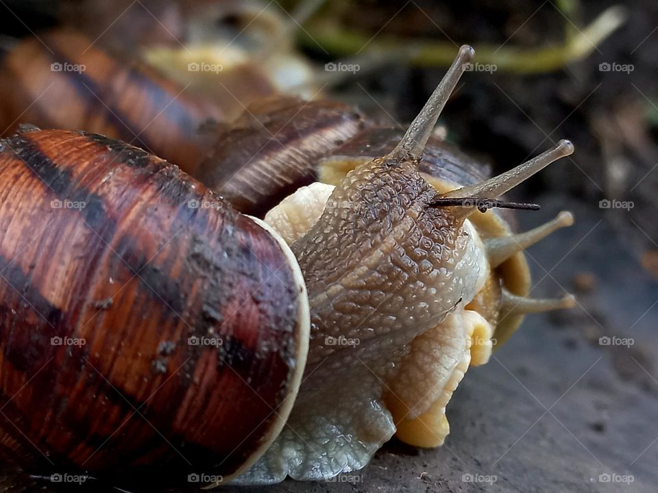 snail crawling on the ground.