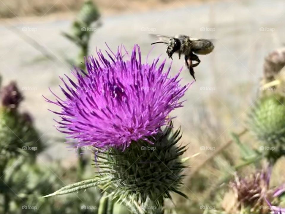 Thistle 