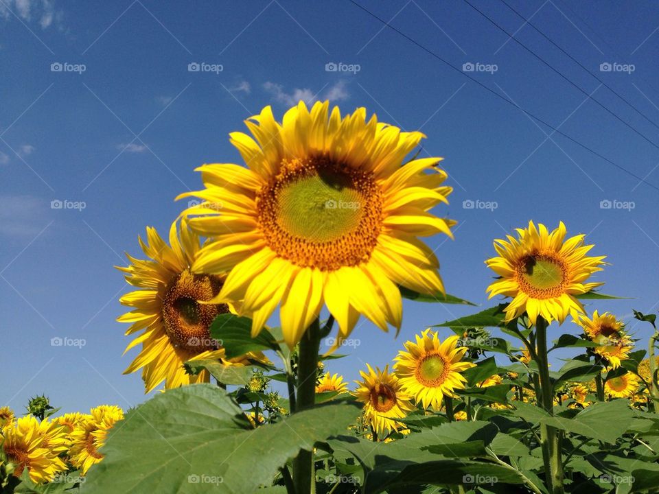 Sun n Flowers