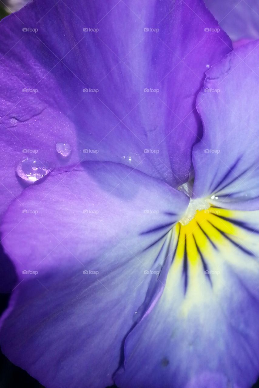 Purple Pansy and Clear Raindrops