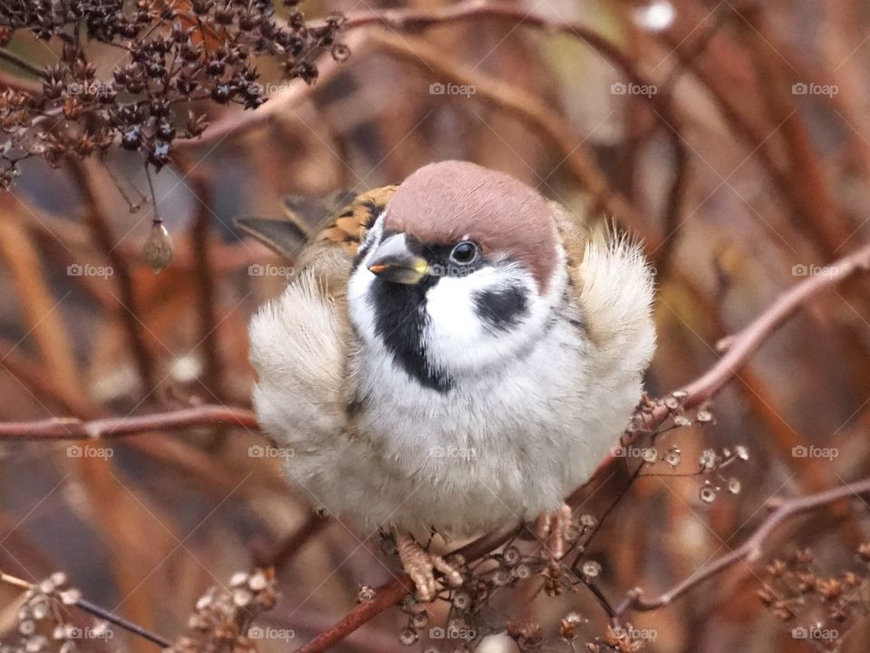 Sparrow