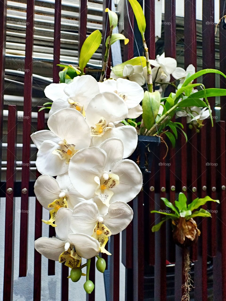 white orchids