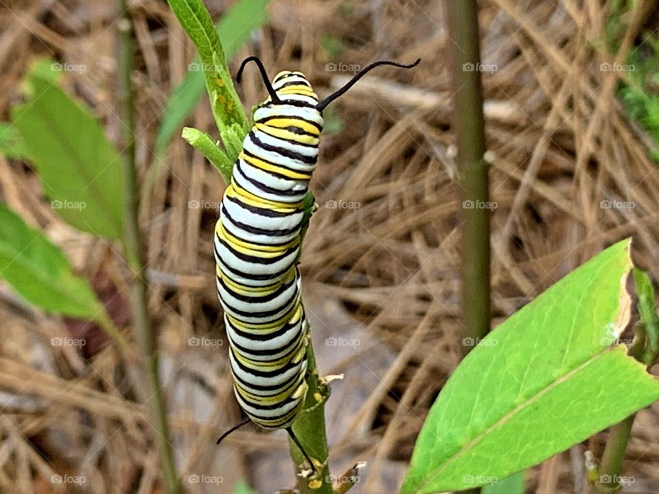 Living in harmony - Monarch Larvae feeding on milkweed - Milkweed is the only plant they eat. Monarch butterflies go through four stages during one life cycle and through four generations