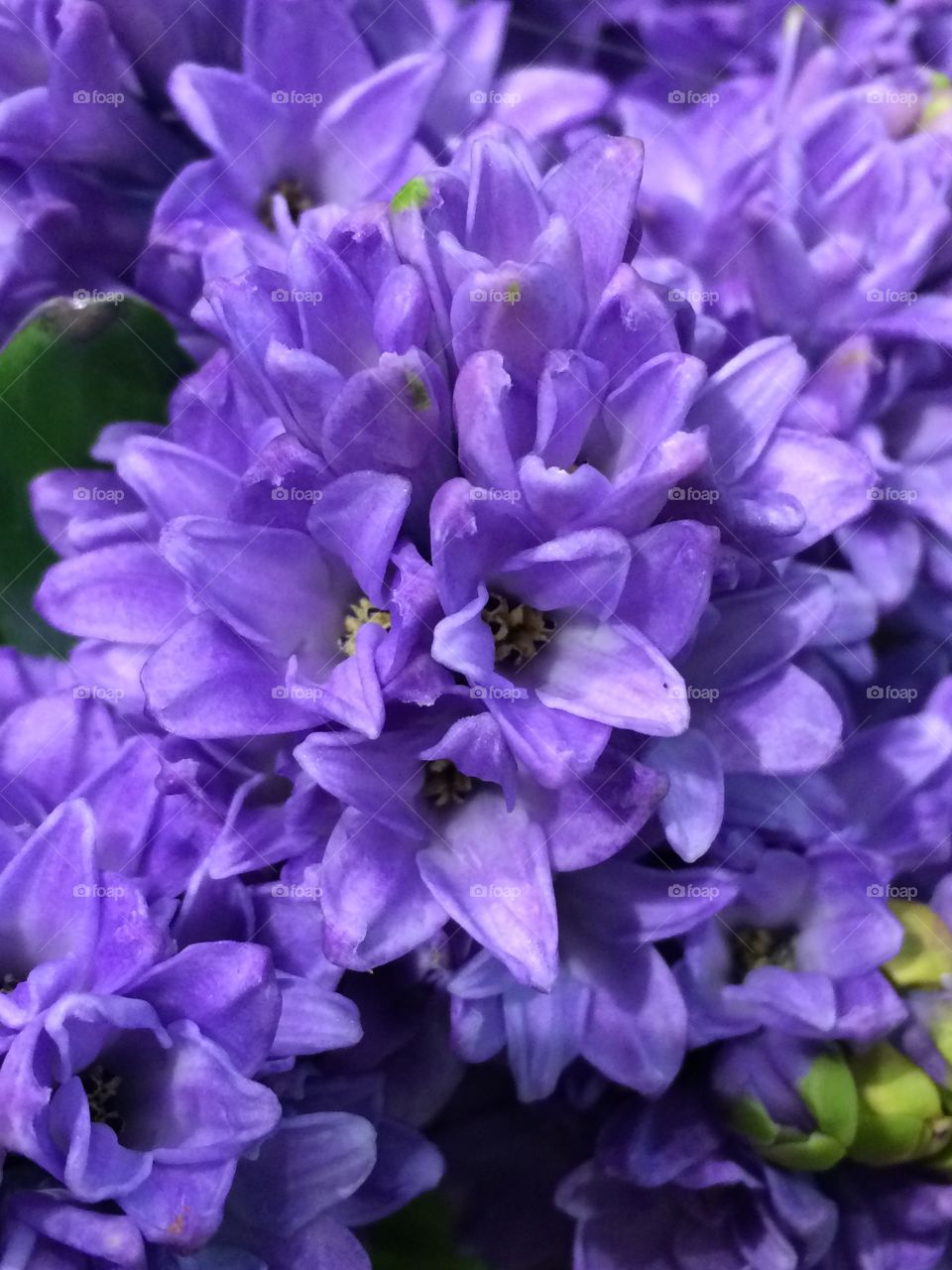 Purple hyacinth close up 