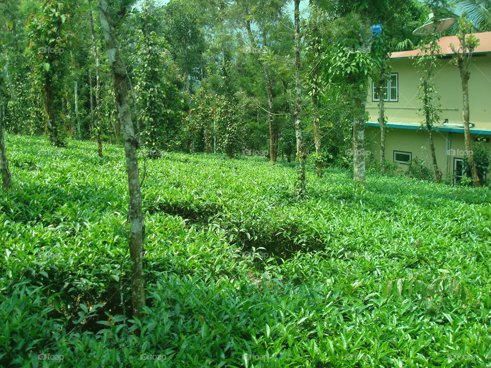 tea estate
