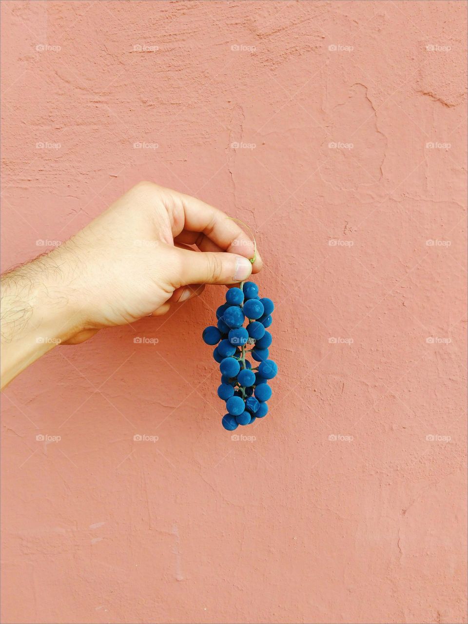 hand holding a bunch of grapes on a background of beige wall