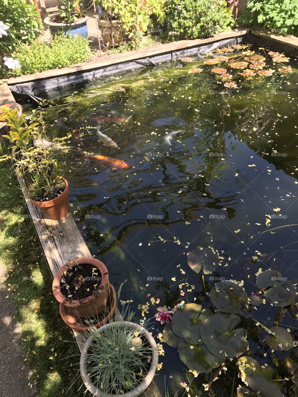 Garden pond