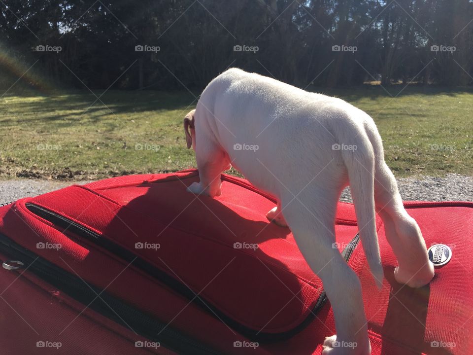 What's in this thing