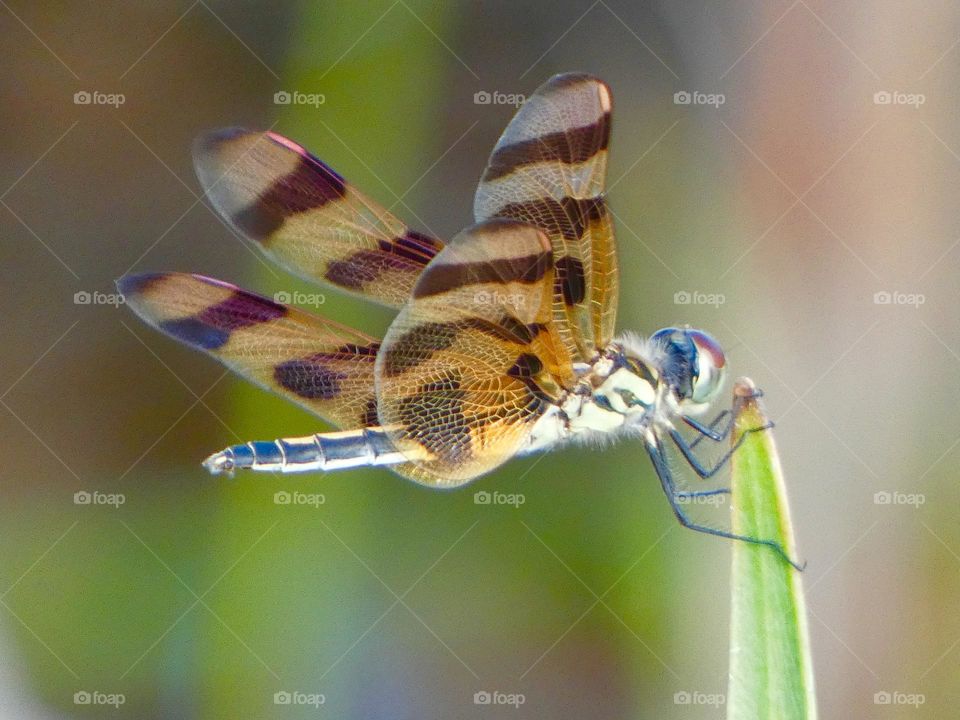 A macro photo of a dragonfly on a blade of grass with details of its wings