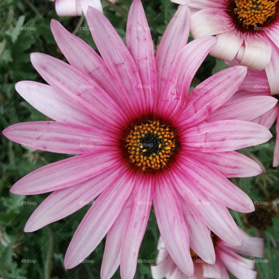 pink flower