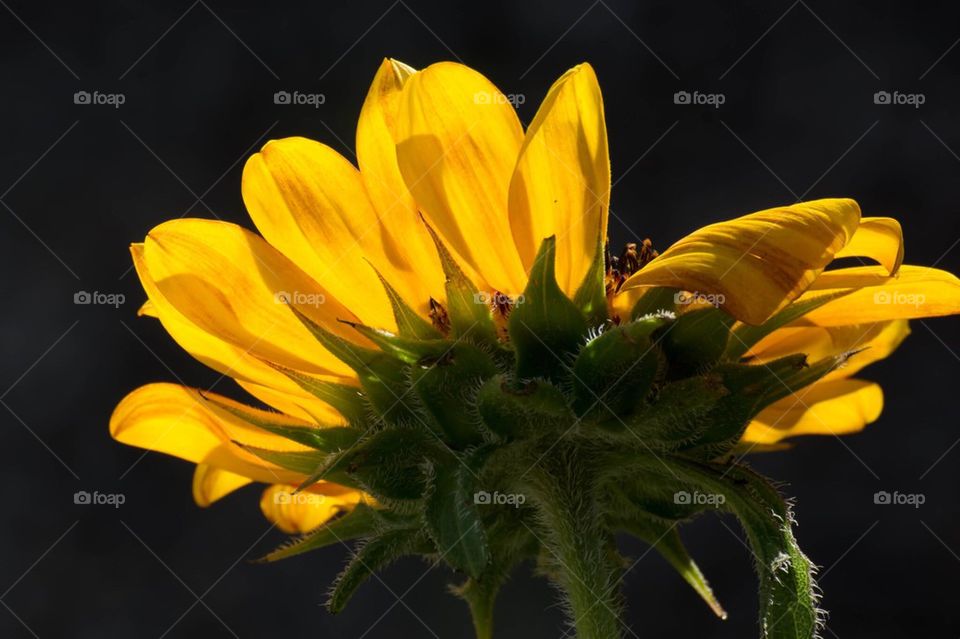 Sunflower catching rays