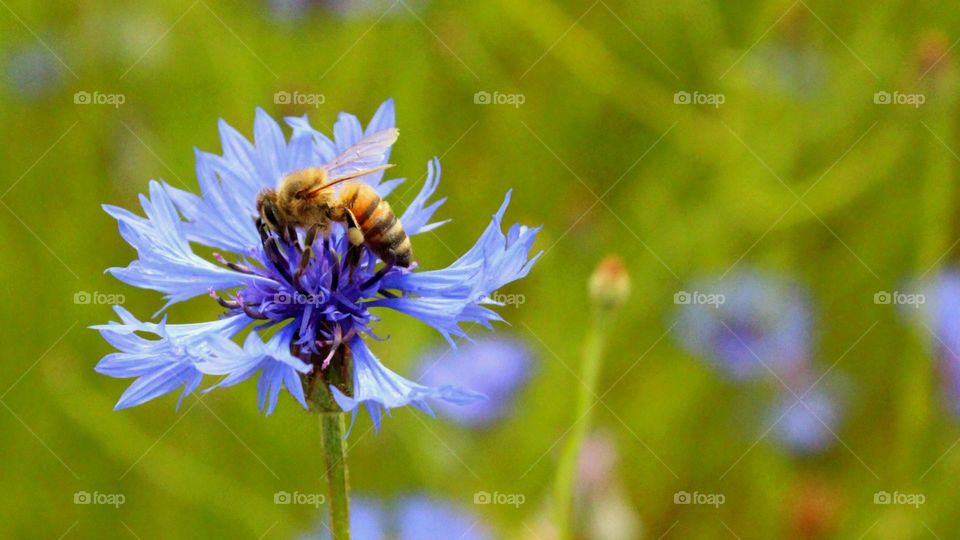 bee on flower